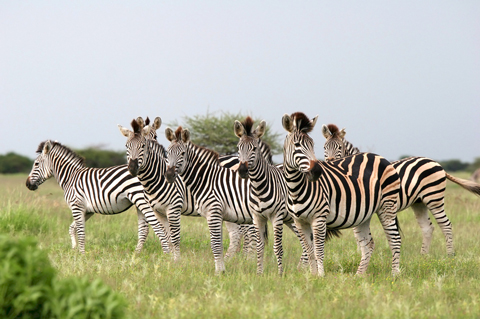 A herd of plains zebras in Nxai Pan National Park, Botswana