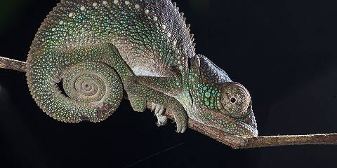 4-Day Wildlife Discovery