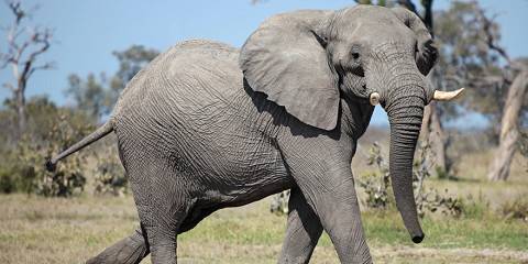 10-Day Okavango and Savuti Mobile Safari - Fully Serviced