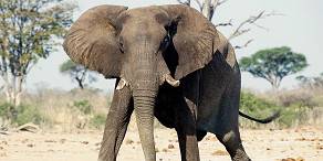 Elephant kicking up dust