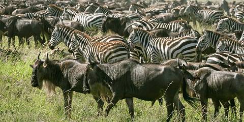7-Day Journey of the Wildebeest - Luxury