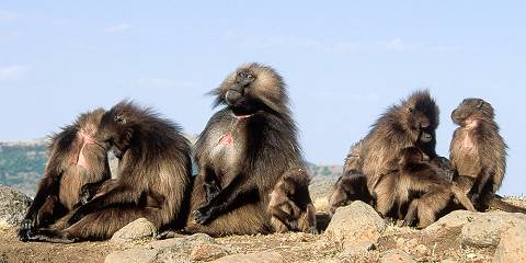 4-Day Trekking to Simien Mountain