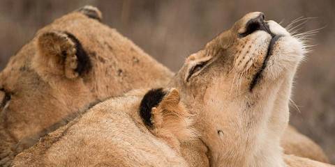 9-Day Kruger & Mozambique (Luxury)