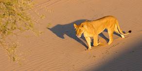 Lion walking on a dune