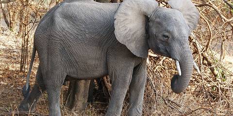 12-Day Valley & Lake – Zambia and Malawi Adventure