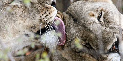 6-Day Majestic Tanzania - Luxury