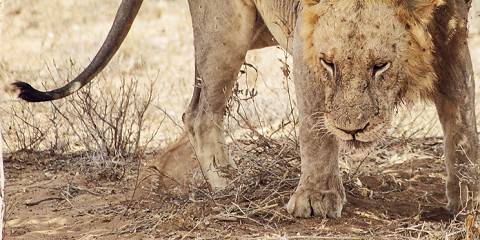 6-Day Maasai Mara-Nakuru-Amboseli Kenya Budget Safari