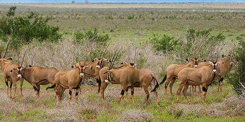 3-Day Tsavo East National Park Tour from Mombasa