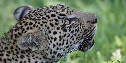 8-Day Kruger Safari & Cape Town