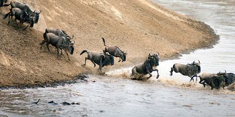 7-Day Nature's Greatest Migration Safari